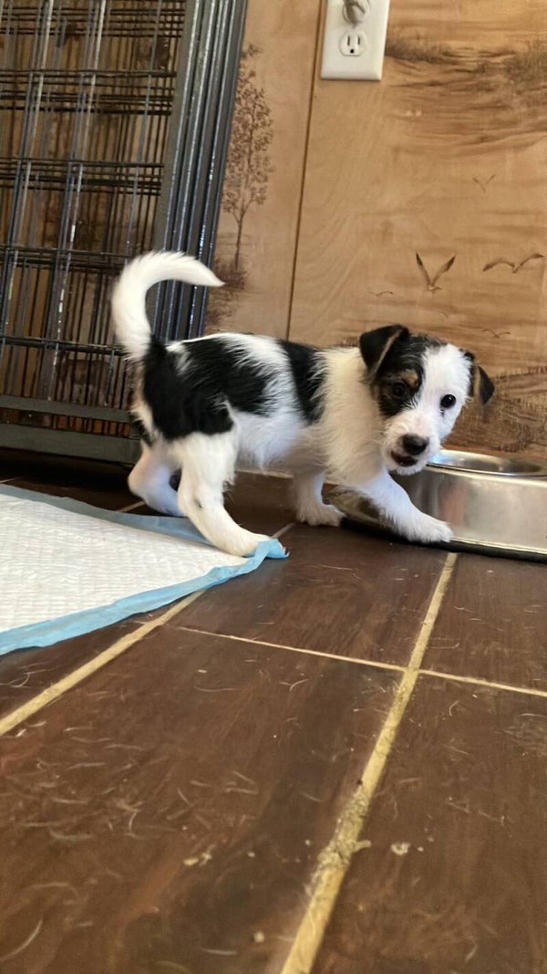 Prince Frances ‘Franki’