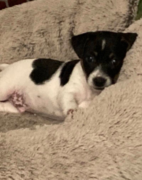 Baron Juste Un, “Bear”