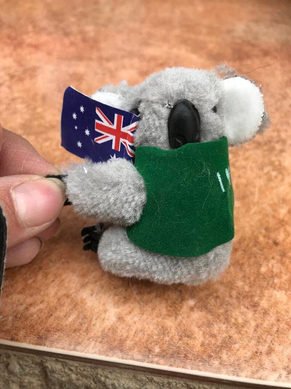Small koala