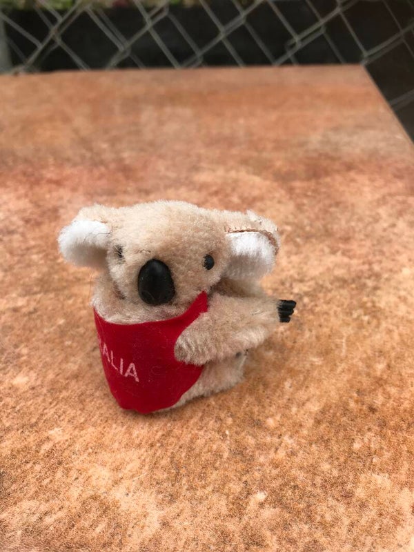 Small koala