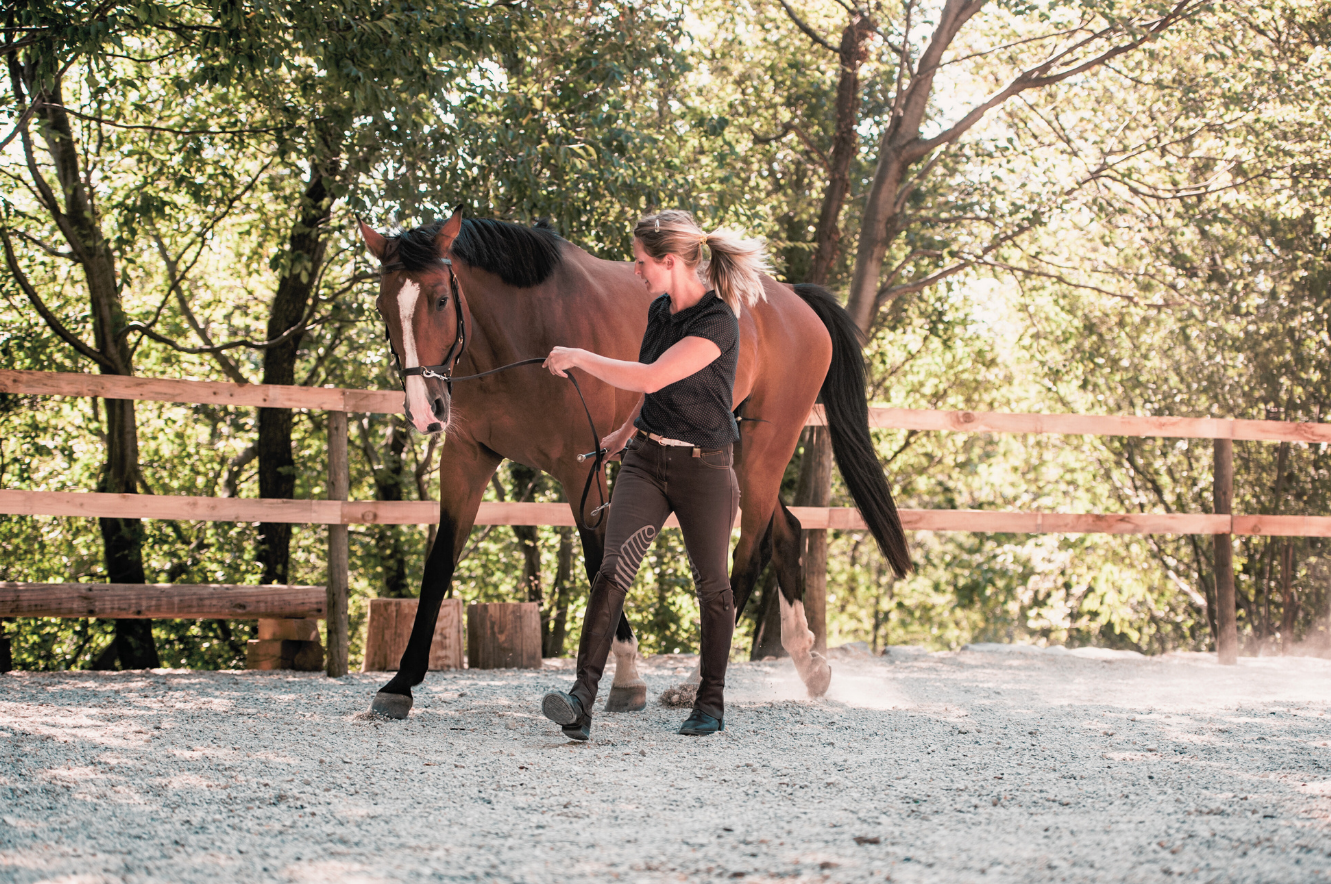 Bodenarbeit Handarbeit Führtraining