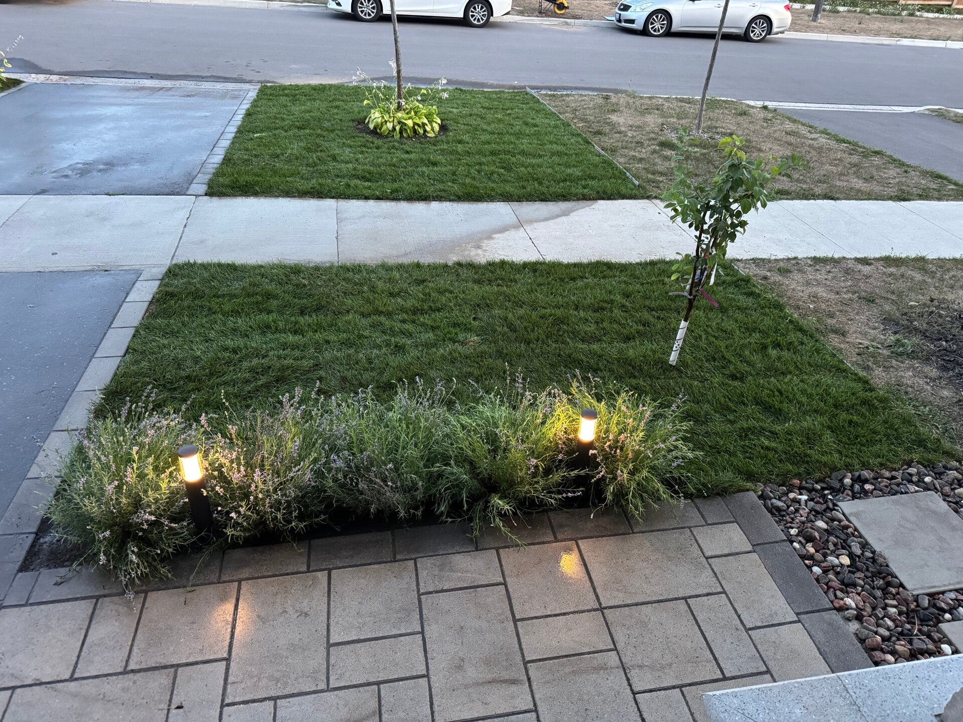 Front Lawn Whitby Landscaping, Sod Removal, Sod Installation 