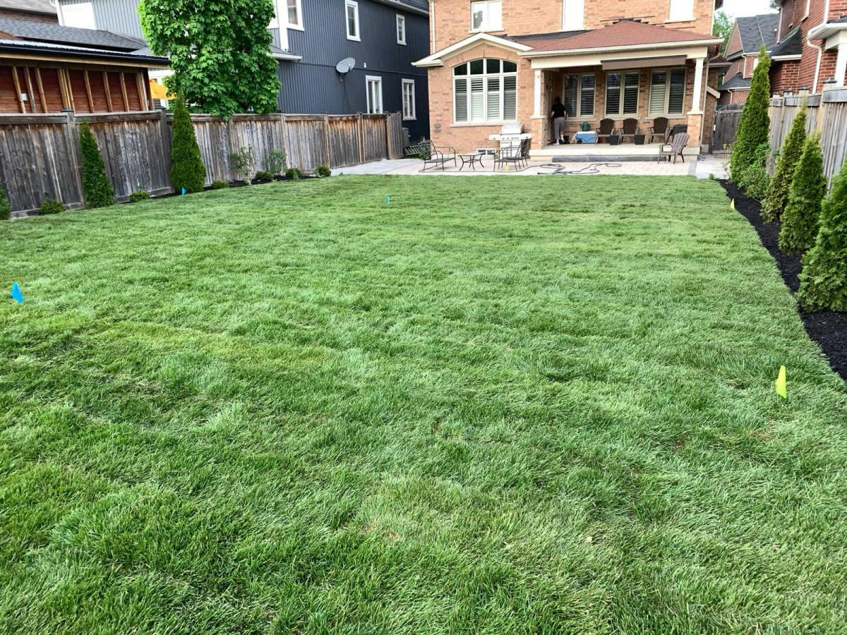 Ajax Sod Removal and Sod installation 