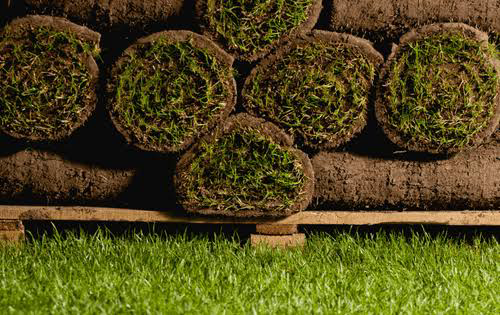 Kentucky bluegrass sod installation Whitby landscaping