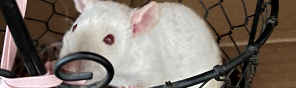 Booger the Rat