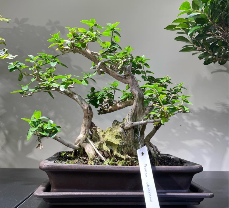 Bloemenwinkel Leuven