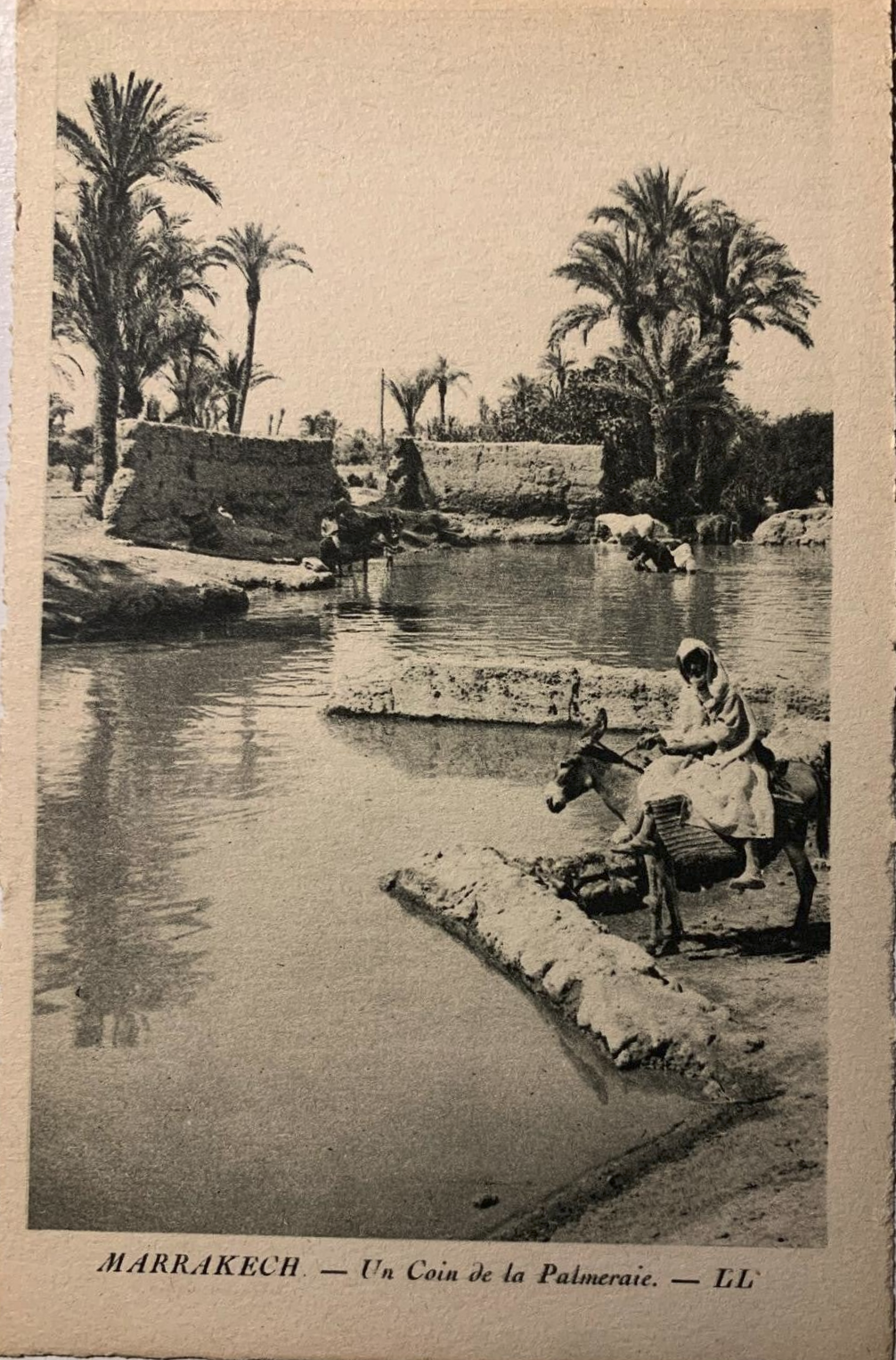 Un coin de la Palmeraie-Marrakech-Maroc 1910