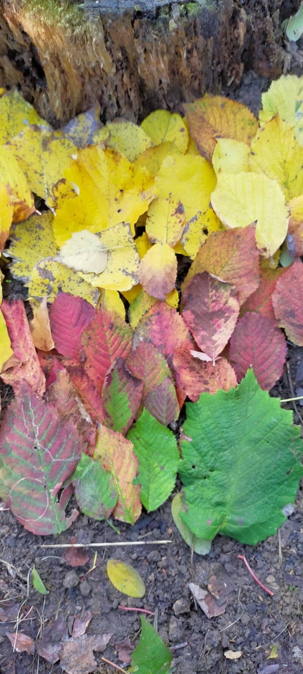 les couleurs d'automne 22/10