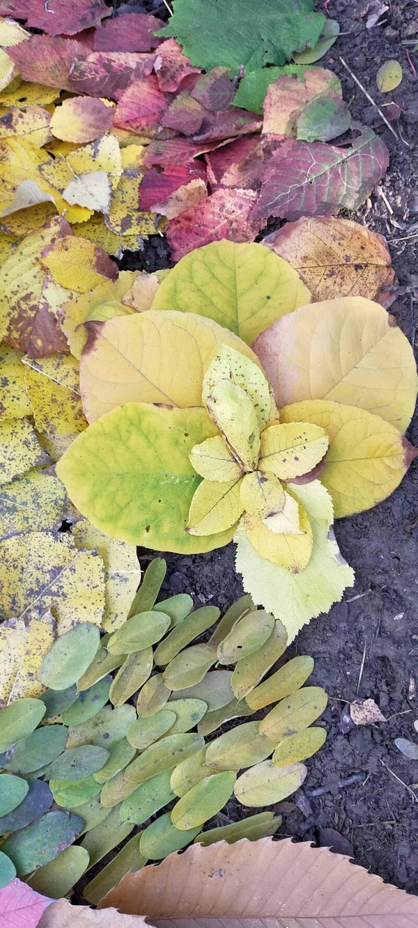 féeries d'automne  21/10