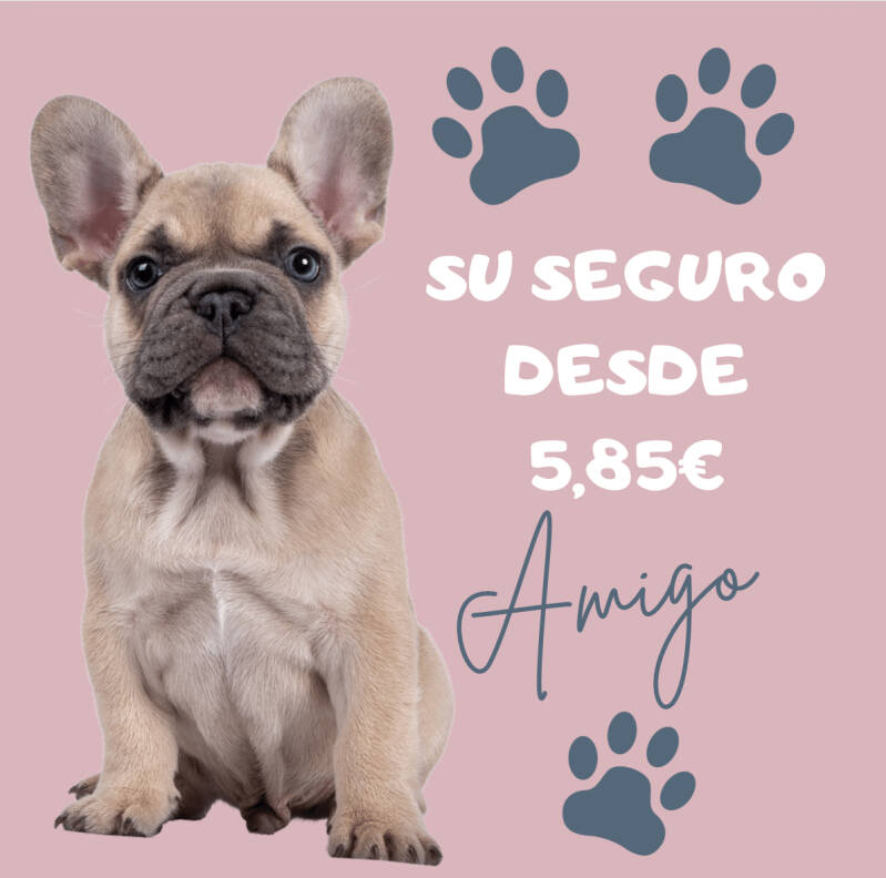 Ofrece dos modalidades: Básica, con cobertura de responsabilidad civil, robo y fallecimiento por accidente, y Completa, que añade atención veterinaria con acceso a más de 500 clínicas en España