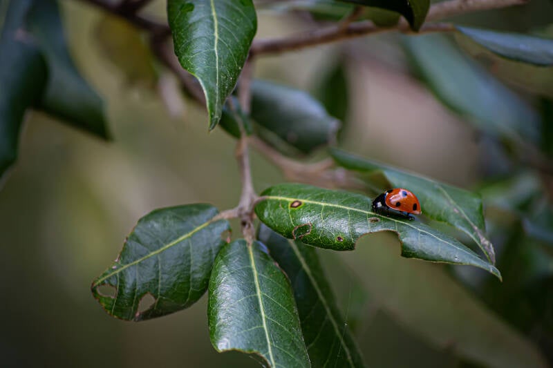 fragilit-della-biodiversit-standard.jpg