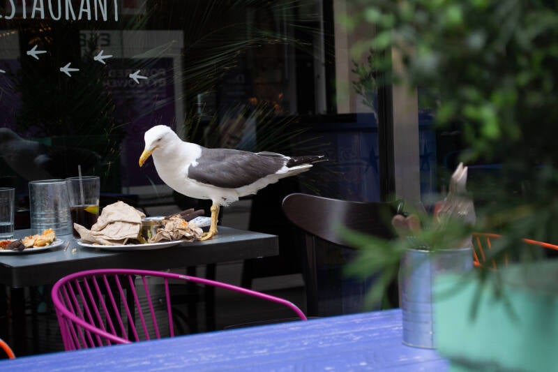 seagull-on-table-standard.jpg