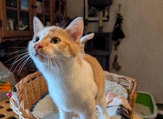 Zuhause gesucht | ASF Tierschutz