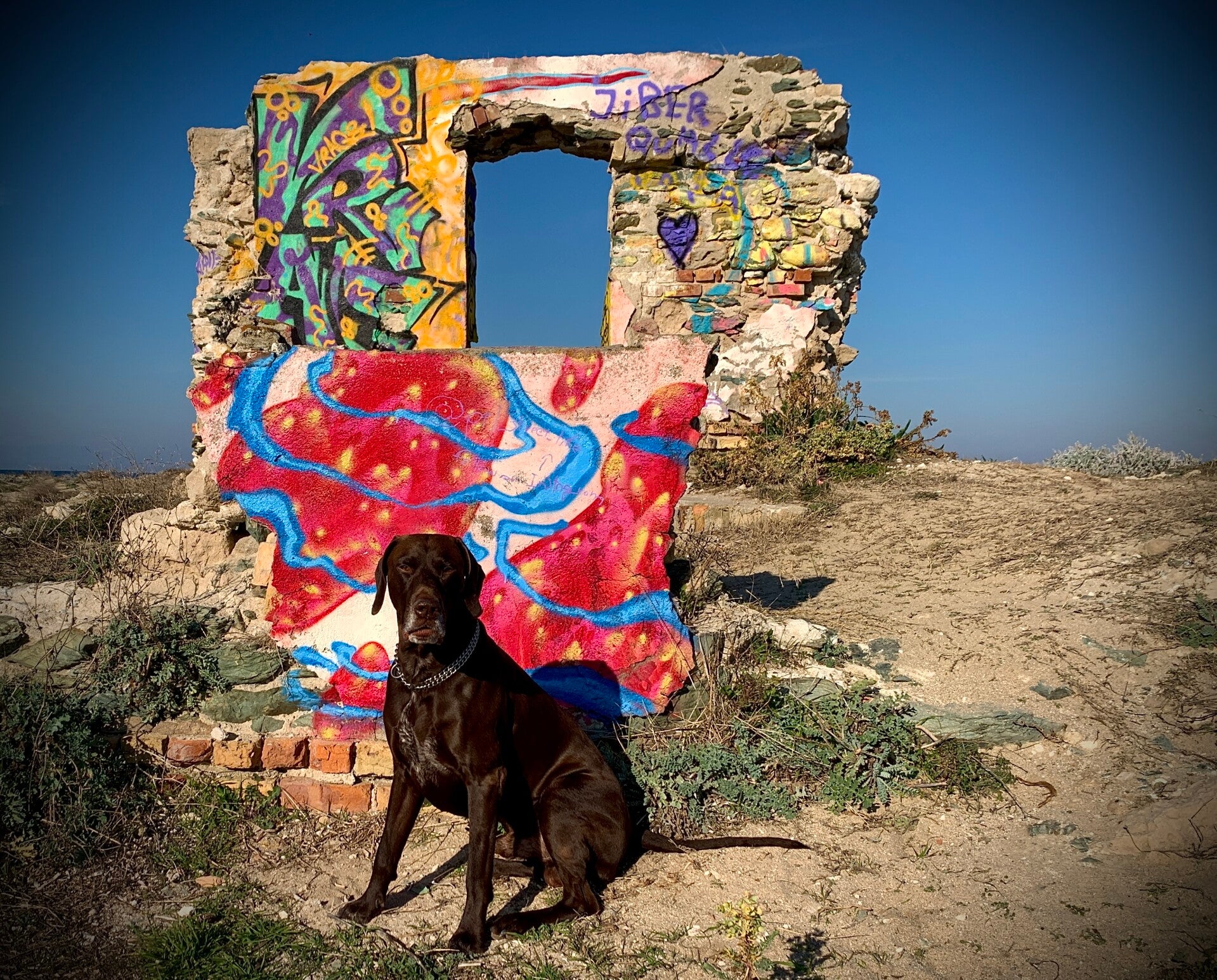 Brauner Hund, deutschkurzhaar in griechenland