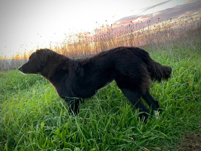schwarz weißer hund in griechenland