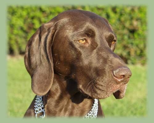 🌿 Dufte Nase – Die Sprache der Düfte zwischen Mensch & Hund