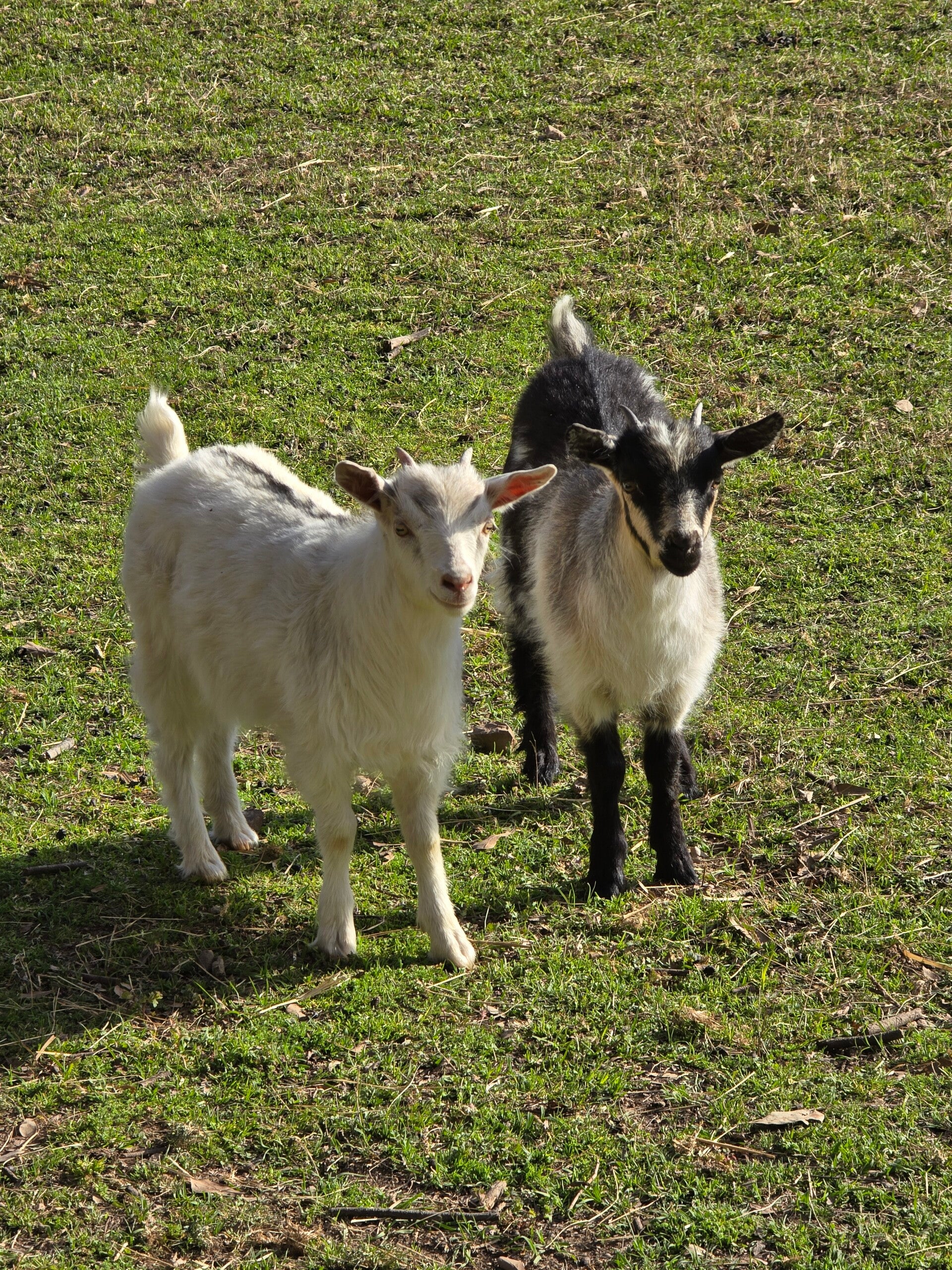 The Mayberry Farm Adventure for Kids photo 7