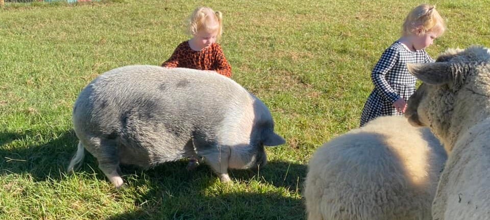 The Mayberry Farm Adventure for Kids photo 3