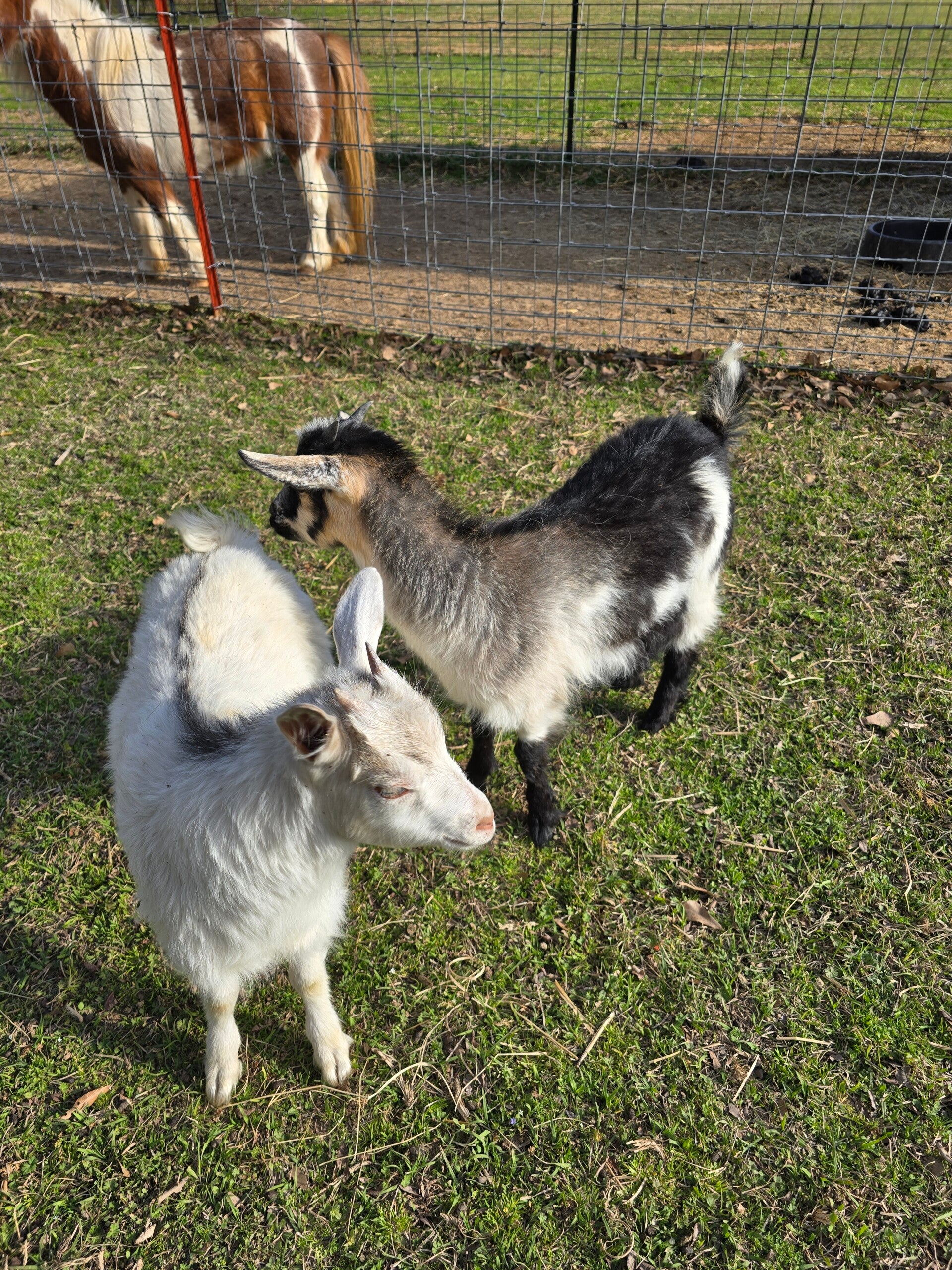 The Mayberry Farm Adventure for Kids photo 5
