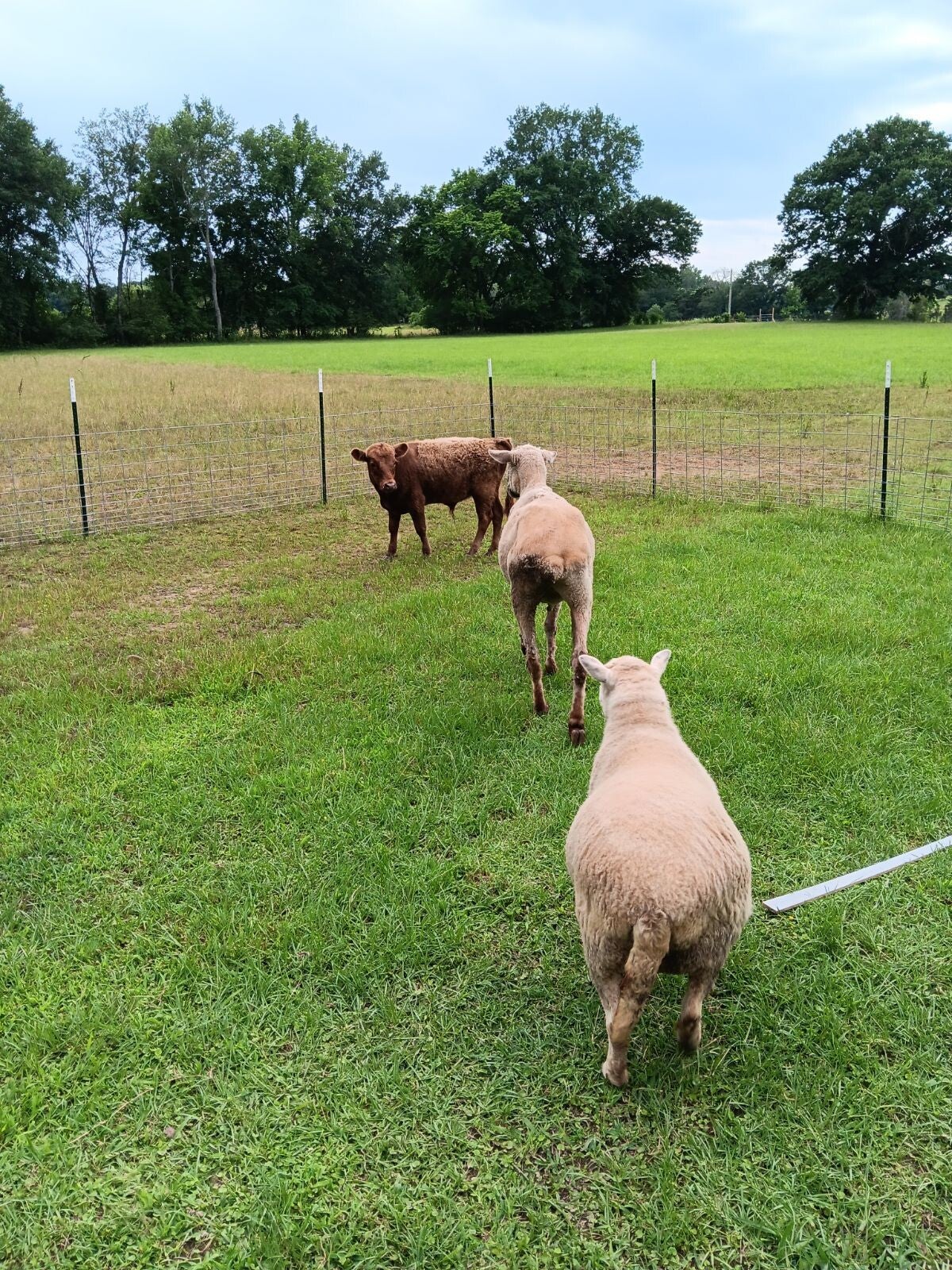 The Mayberry Farm Adventure for Kids photo 14