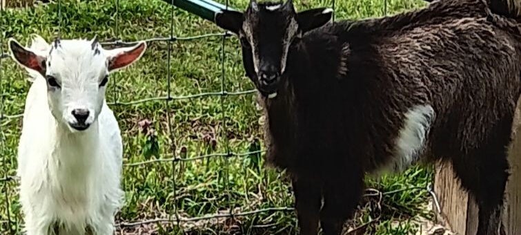 The Mayberry Farm Adventure for Kids