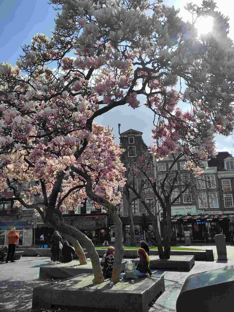 Magnolia blossom on Rembrandt square in Amsterdam