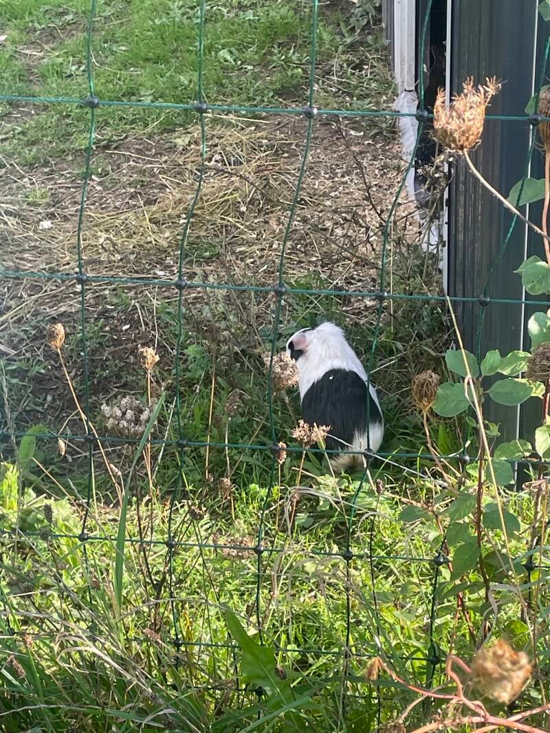 Meerschweinchen Flitzi