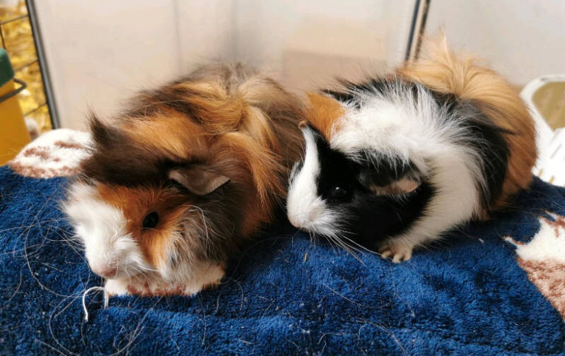 Meerschweinchen Max und Moritz