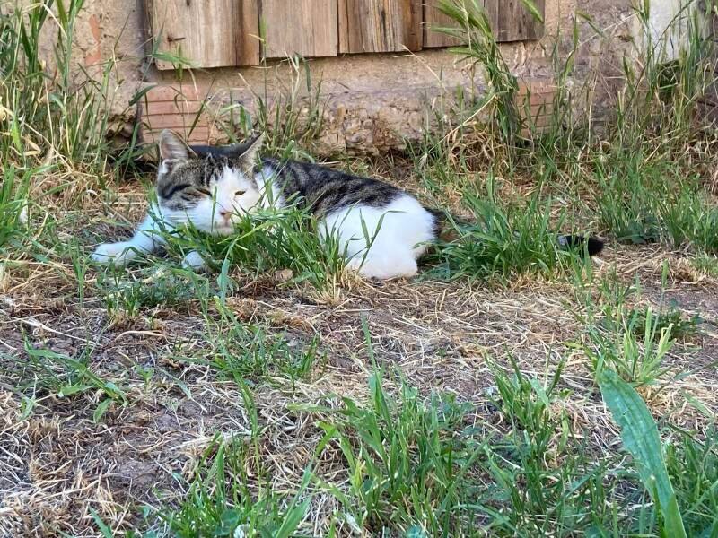 Unser 3-beiniger Kater Karl-Otto