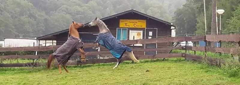 Springende paarden bij Camping Le Trou du Cheval