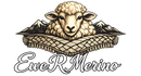 Ewe R Merino