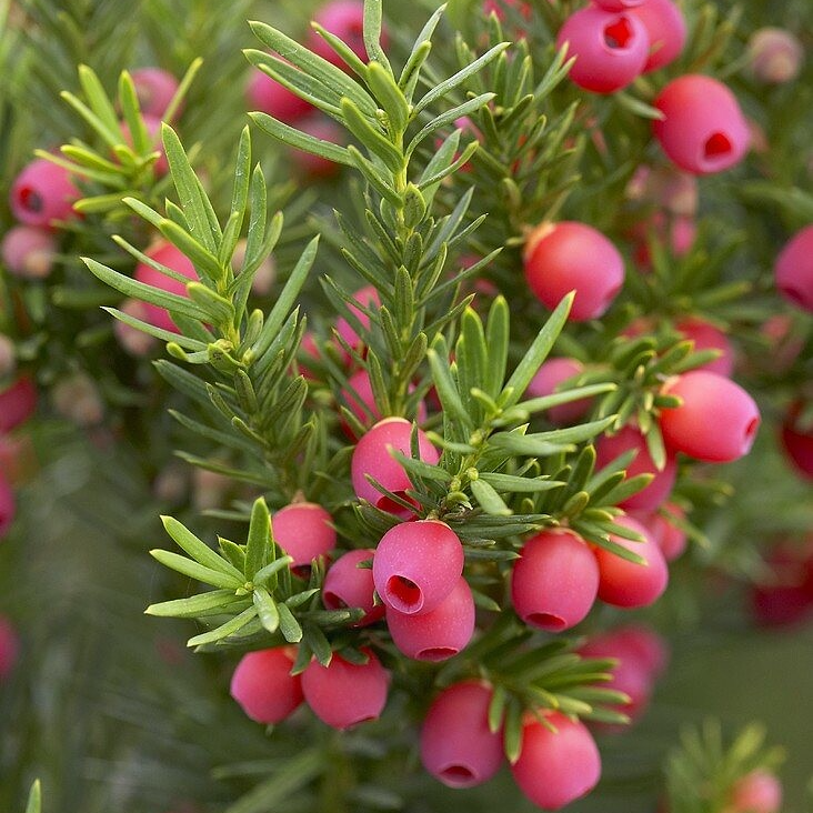 Taxus media 'Hicksii' Taxus media 'Hicksii'