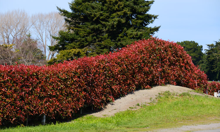 photinia-fraseri
