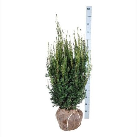 Taxus media 'Hicksii' 80-100 Extra Kwaliteit