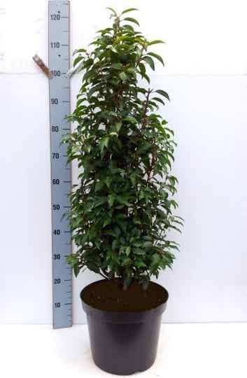 Portugese Laurier 80-100 cm Extra