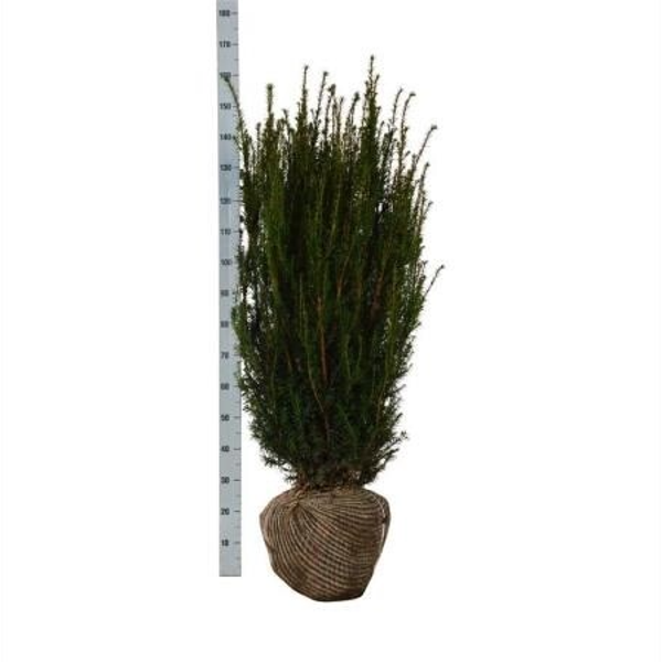 Taxus media 'Hicksii' 100-125 Extra kwaliteit