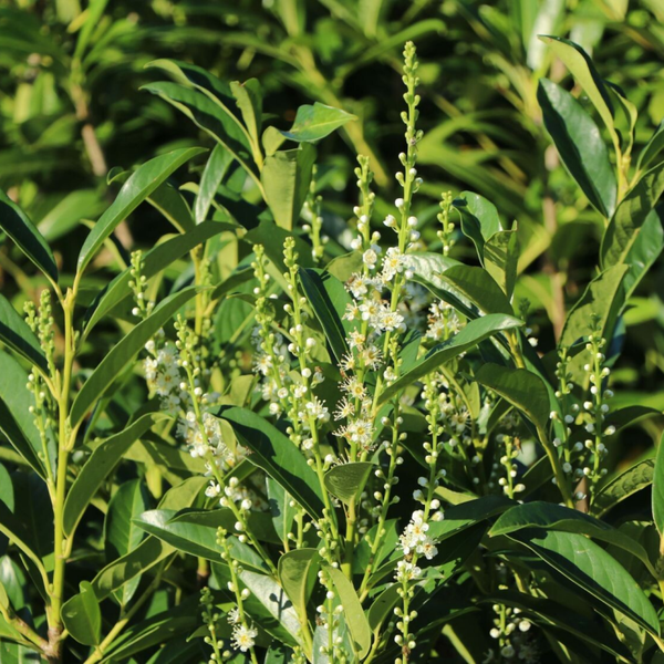 Laurier 'Reynvaanii' Prunus laurocerasus 'Reynvaanii'