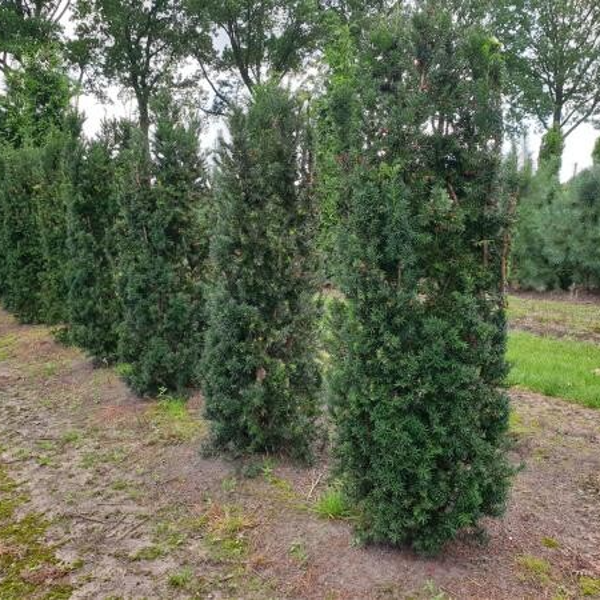 Taxus media 'Hicksii' 175-200 Extra kwaliteit