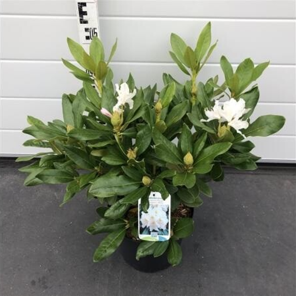 Rhododendron Cunningham's White 40-50 cm