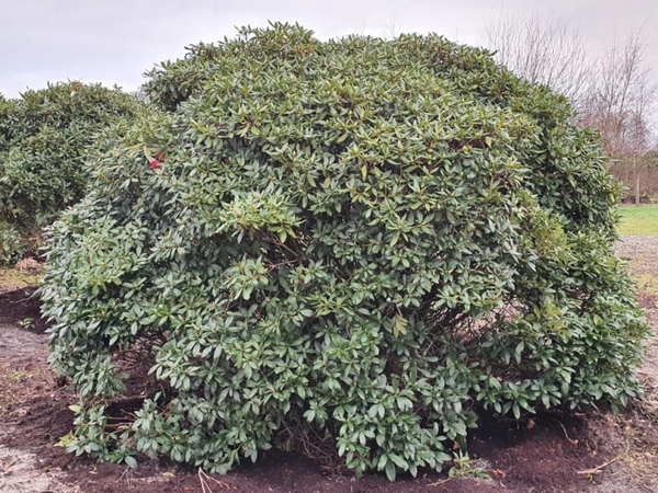 Rhododendron Cunningham's White 225-250