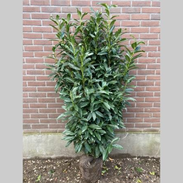 Laurier 'Genolia' 125-150 cm