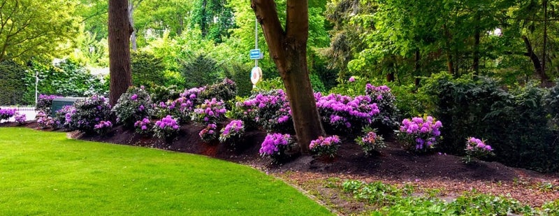 rhododendron-Catawbiense