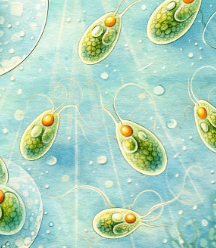 phytoplancton Pavlovophyceae