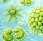 phytoplancton Trebouxiophyceae