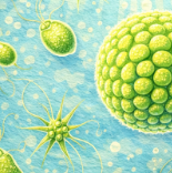 phytoplancton Chlorodendrophyceae