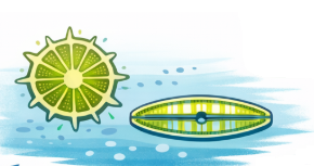 phytoplancton Bacillariophyceae