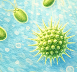 phytoplancton Pedinophyceae