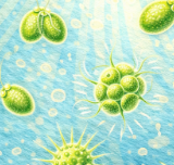 phytoplancton Mamiellophyceae