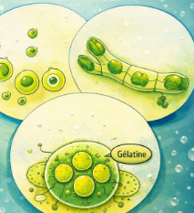 phytoplancton Xanthophyceae