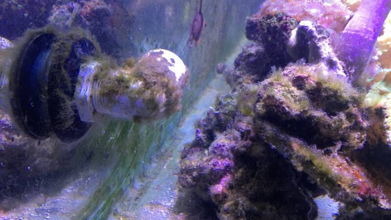 Cyanobacterie Lyngbya moorea